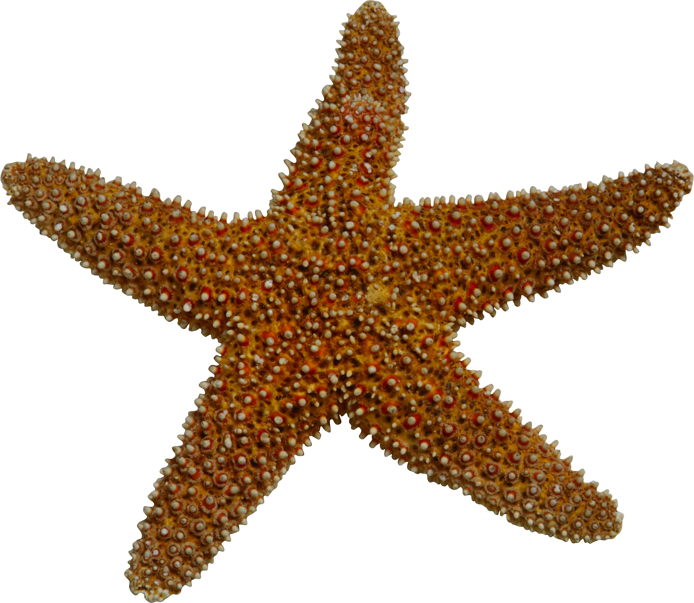 Realistic Clipart Starfish - Animales Invertebrados Estrella De Mar (2335x2029), Png Download