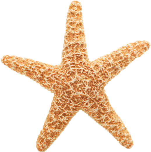Source - - Starfish Png (500x418), Png Download