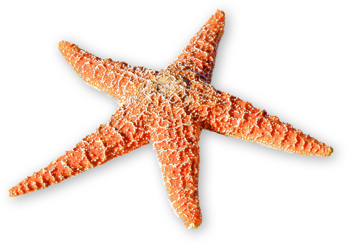 The Scholarship Application Process Is Closed For - Starfish Journal: 150 Page Lined Notebook/diary (1114x778), Png Download