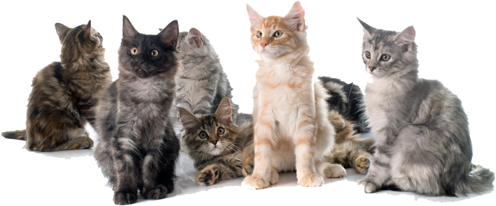 Welcome To Go Kitty Cat - Happy Cats Png (750x333), Png Download