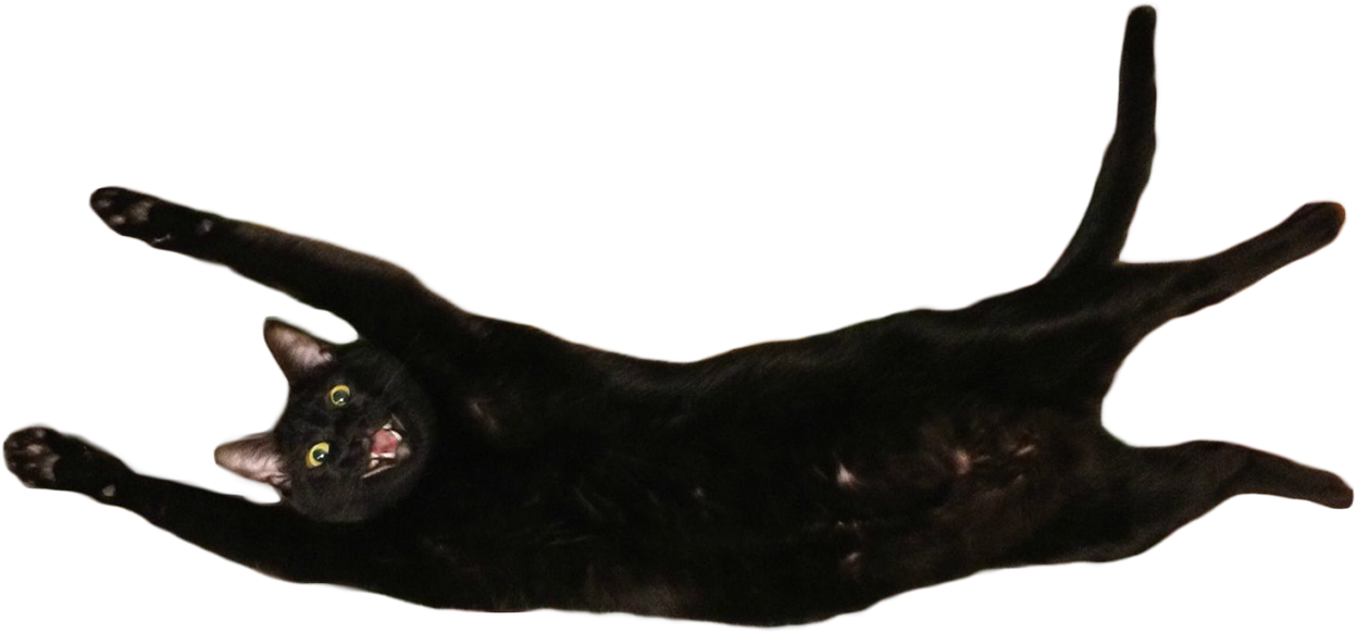 Stretched Out Happy Cat [1248 × 582] - Cat Cut Out Photoshop (1248x582), Png Download