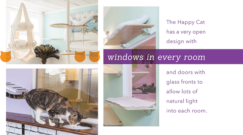 The Happy Cat Rewards Club Is Very Popular With Their - Domestic Short-haired Cat (800x445), Png Download
