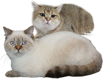 Happy Cat Png - British Shorthair (391x400), Png Download