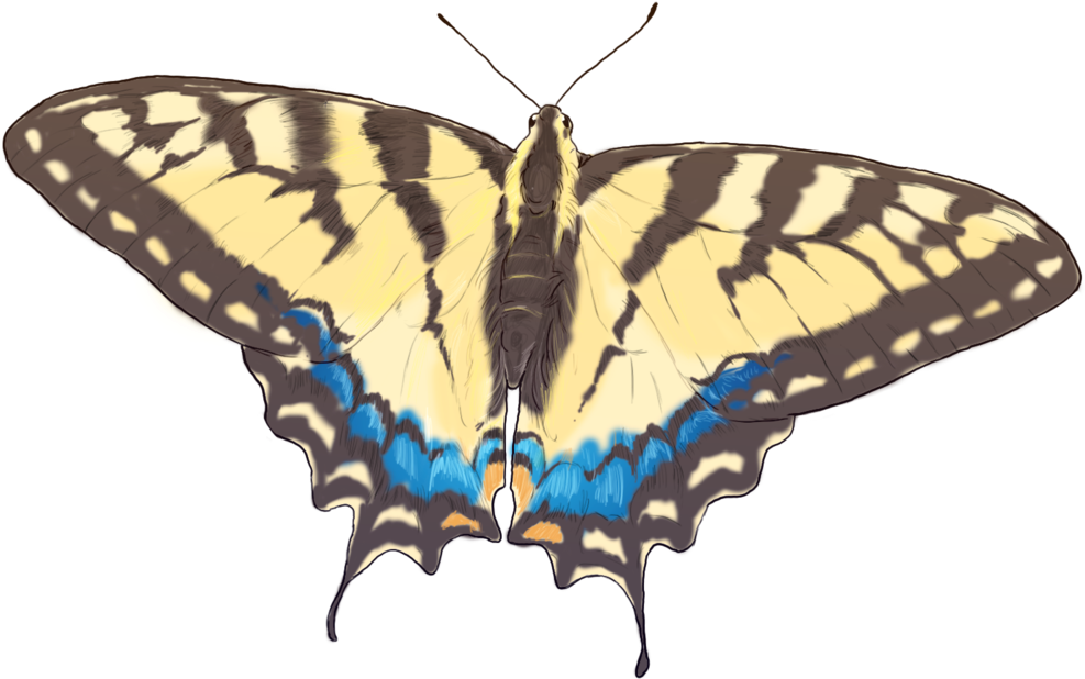Butterflyicon - Eastern Tiger Swallowtail (1000x1000), Png Download