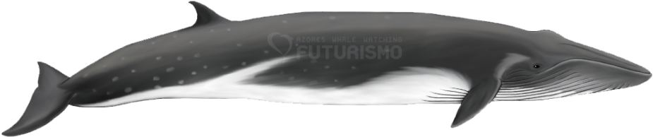 Bryde's Whale - Bryde's Whales Balaenoptera Edeni (940x228), Png Download