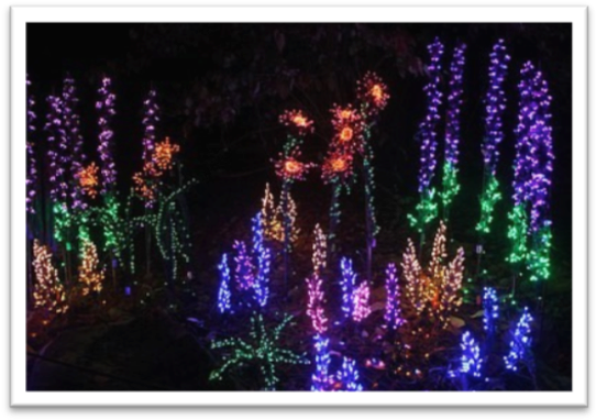Bellevue Botanical Garden's “garden D'lights” Features - Christmas Lights (549x389), Png Download