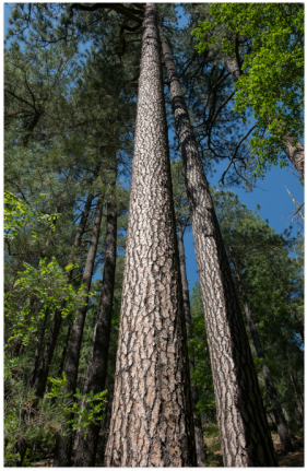 Tall Pine Trees Mt Lemmon Arizona Poster 22*34 - Redwood (500x500), Png Download