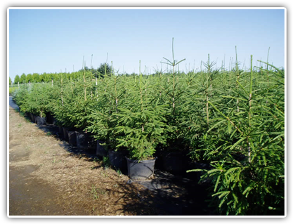 Fraser Fir G2 - Fraser Fir (489x325), Png Download