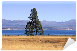 Single Tall Pine Tree By The Lake Wall Mural • Pixers® - Loch (400x400), Png Download