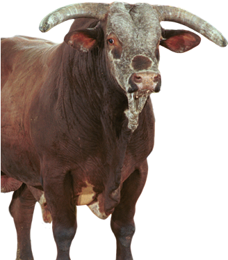 Profile Image Of Red Wolf - Pbr Bull Red Dragon (352x379), Png Download