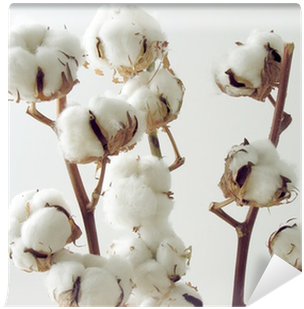 Cotton Twigs (400x400), Png Download
