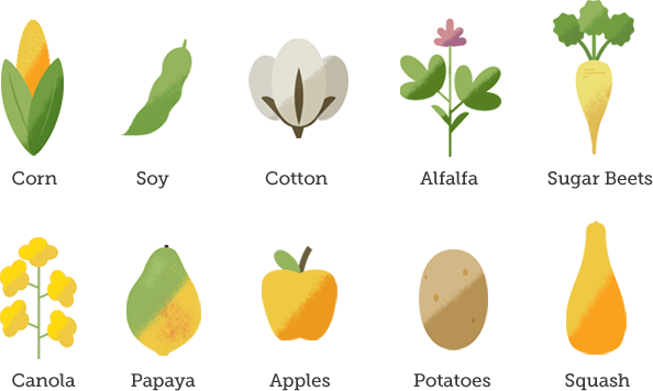 Desktopgmogrid - Gmo Plant (594x356), Png Download