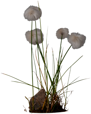 3d View - Cotton (550x420), Png Download