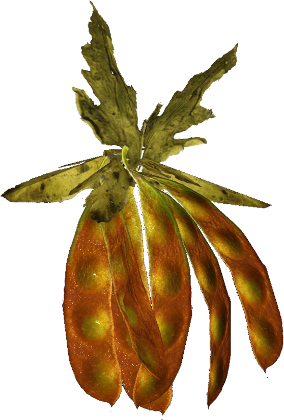 The Vault Fallout Wiki - Silt Bean (1200x904), Png Download