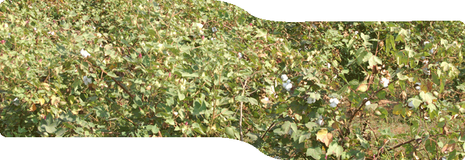 Loading - Plantation (674x232), Png Download