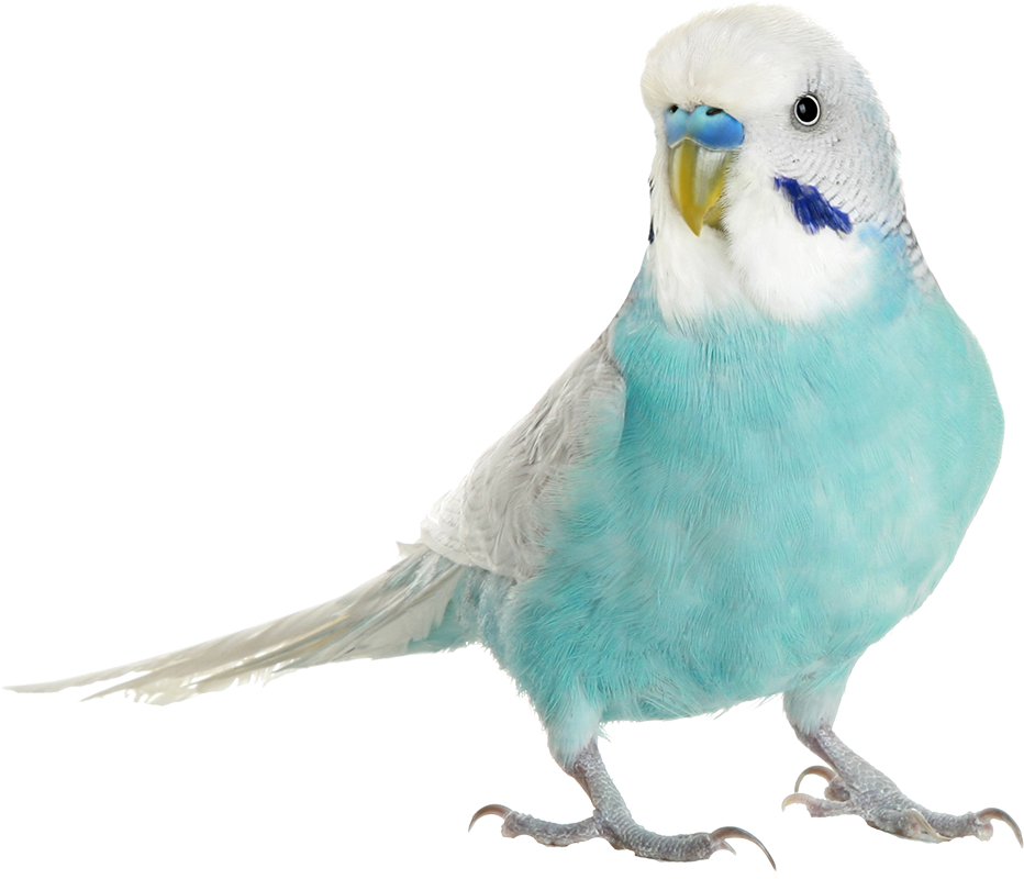 Budgie - Blue Budgies (932x800), Png Download