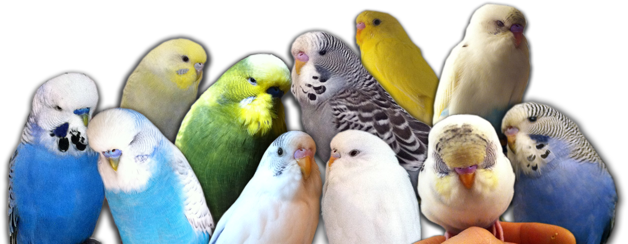 My Budgie Flock - Budgies Png (1255x543), Png Download