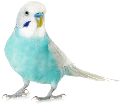 Budgie Png - Budgie Png Gif (472x382), Png Download
