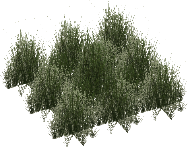 Rainforest Grass - Grass (661x661), Png Download