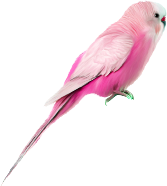 Bird Pinkbird Pink Budgie Pet Wellensittich Haustiere - Pink Parrot (604x640), Png Download