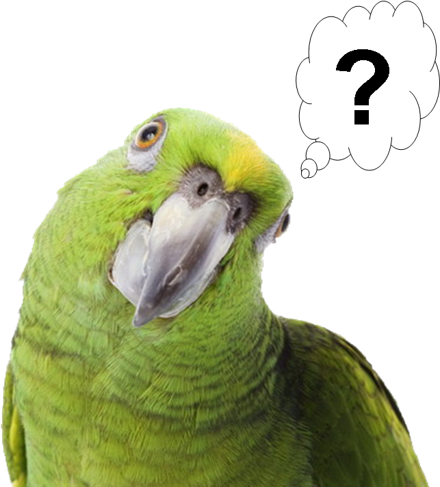 Frequently Asked Questions - Png Tropical Birds (1013x711), Png Download