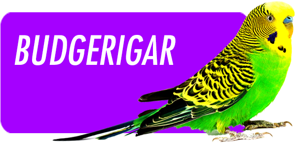 The Budgerigar, Better Known As Budgie Is A Native - Badger Distro (600x291), Png Download