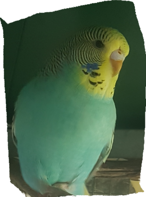 Young Budgies - Budgie (477x640), Png Download