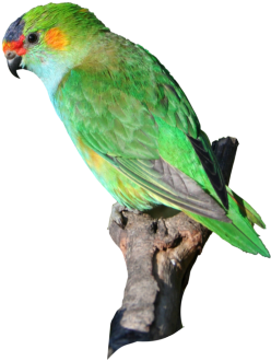 Jungle Birds Png (335x381), Png Download