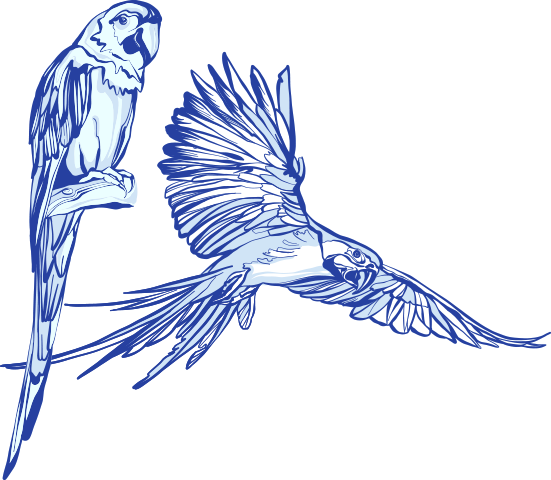 Birdshow - Macaw (551x480), Png Download