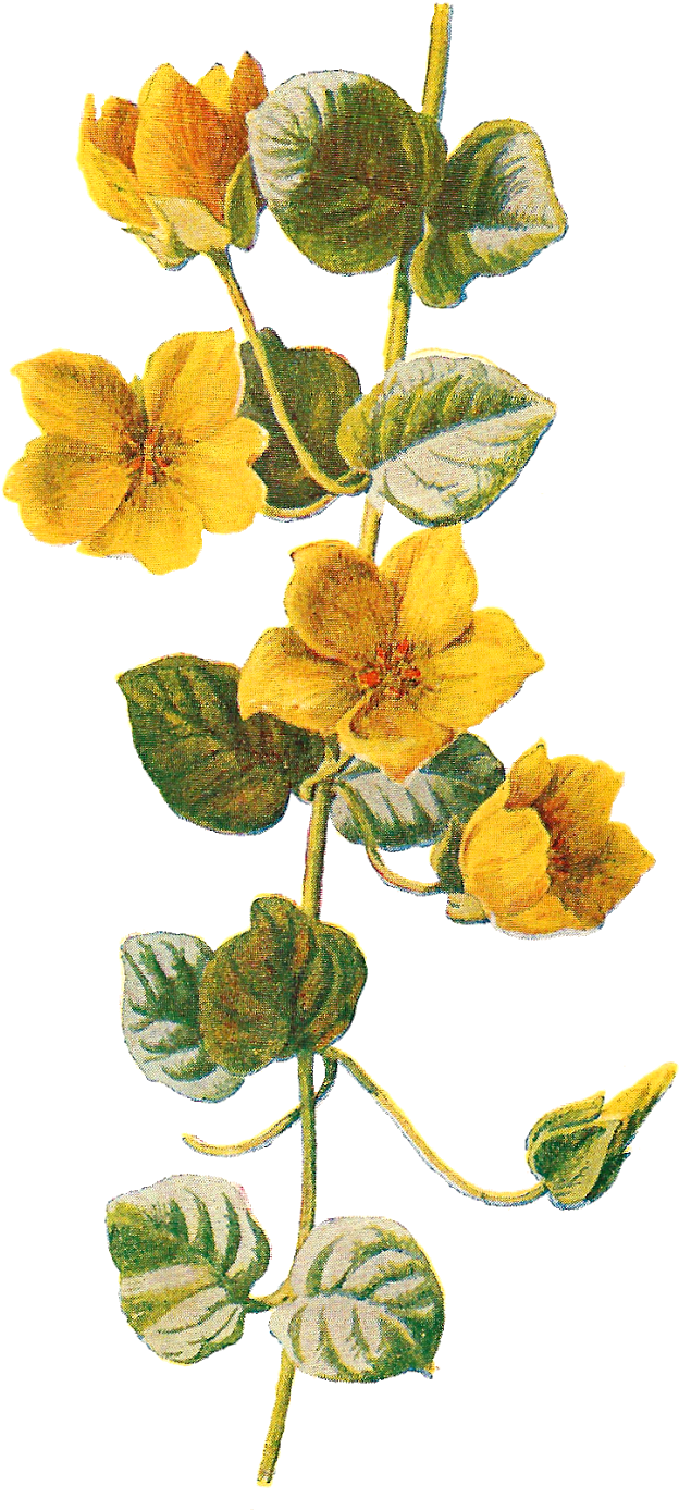 Wildflower Clipart Different Flower - Botanical Print Free Png (903x1600), Png Download