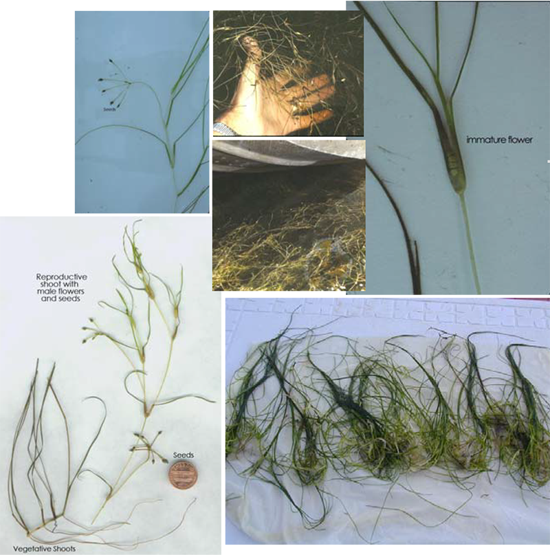 Click Here For More Images - Widgeon Grass (800x807), Png Download