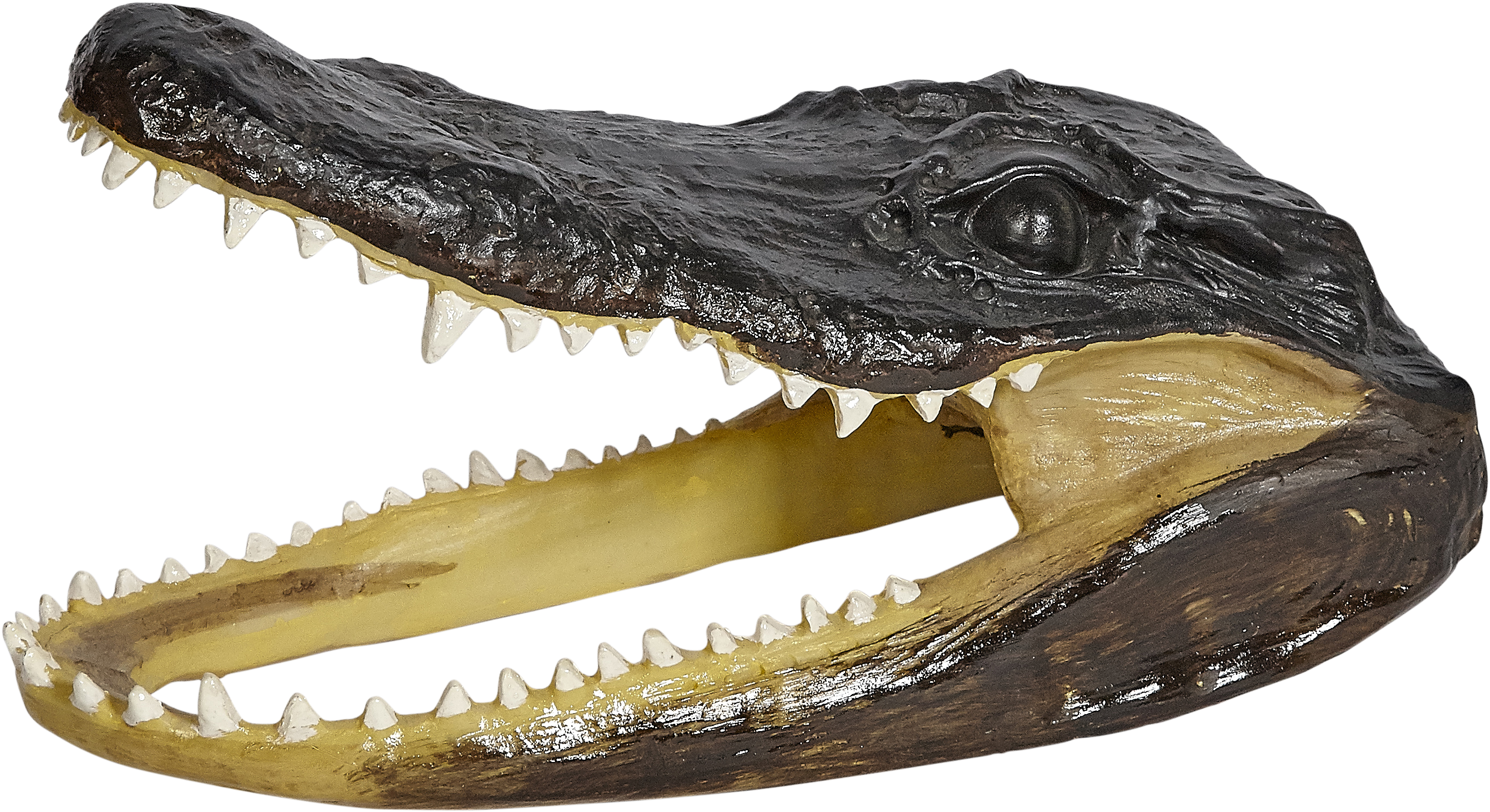 Polyresin Gator Head 8" (3091x2026), Png Download