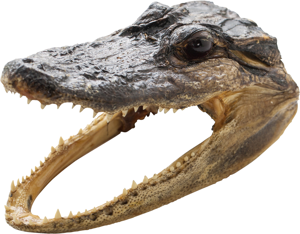 Gator Head 5-6" - Gator Aligator Head 5-6" (1395x1100), Png Download