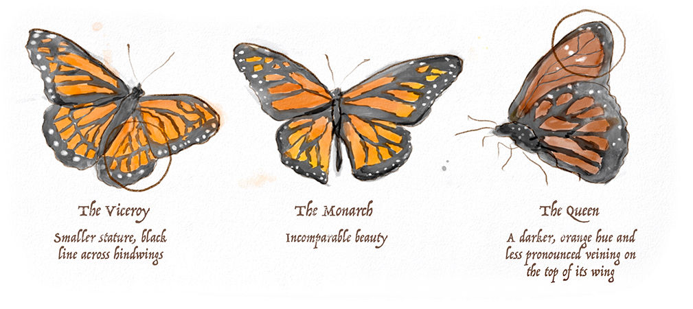 Trans Trans - Transgender (1026x473), Png Download