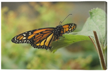 Viceroy (butterfly) (400x400), Png Download