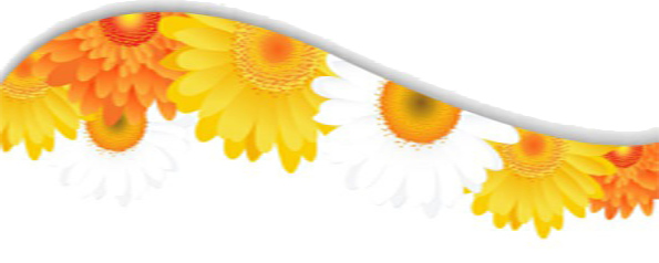 211686 Daisy Flower Petals Lace Background 03 Vector - Petal (595x238), Png Download