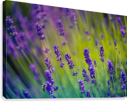 Beautiful Sunset Lavender Flowers Canvas Print - Lavender (429x344), Png Download
