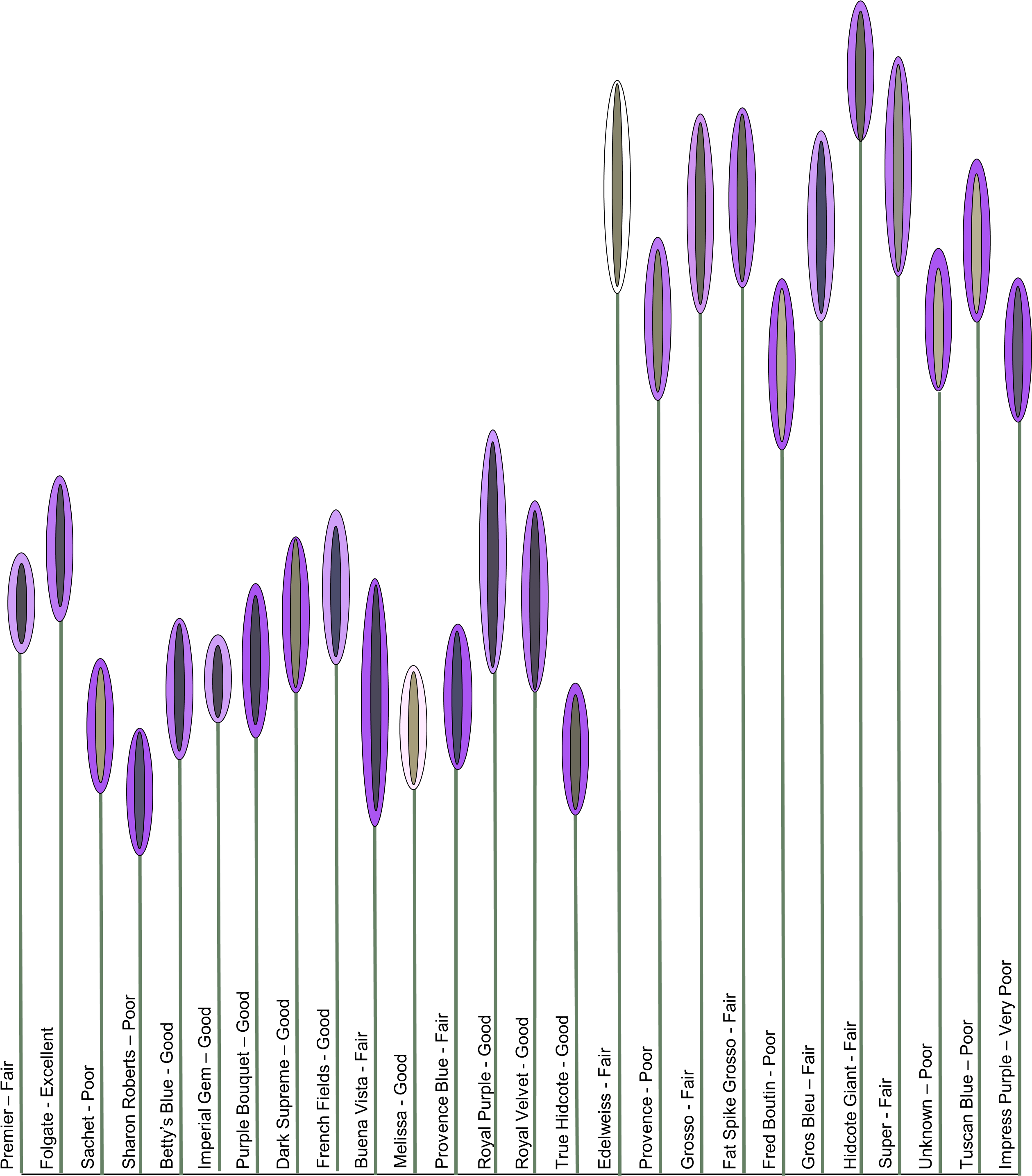 July 8 2014 Figure - Lavender Cultivars (2540x2879), Png Download