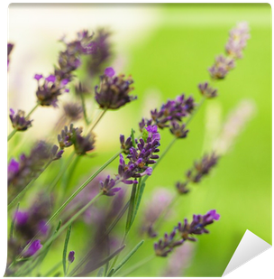 Wallpaper (400x400), Png Download