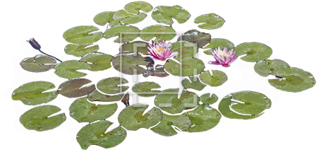 Lily Pads With Purple Flowers - Lily Pads Png (450x450), Png Download