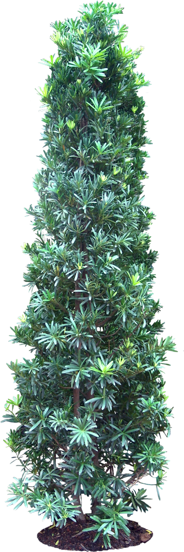 20 Free Tree Png Images - Podocarpus Png (399x1100), Png Download