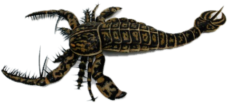 Sea Scorpion - Sea Scorpion Png (1000x549), Png Download