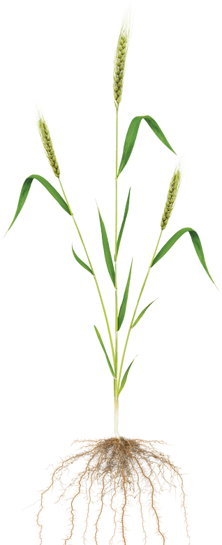 Corn - Wheat Plant (318x780), Png Download