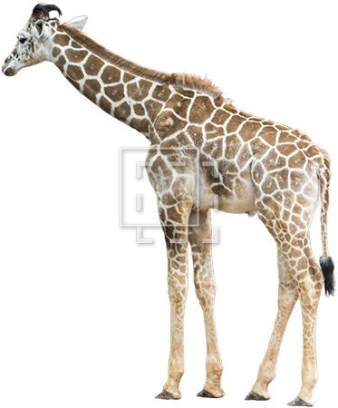 Parent Category - Giraffe (450x450), Png Download