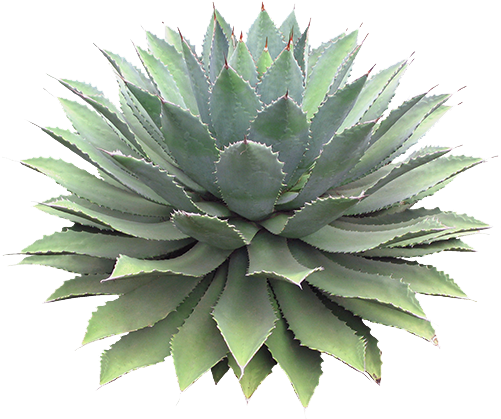 1000 Images About For Edits On We Heart It - Succulent Png (500x500), Png Download