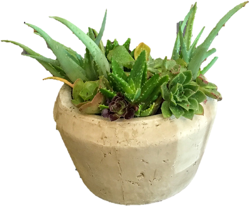 Image Data - Flowerpot (1000x861), Png Download