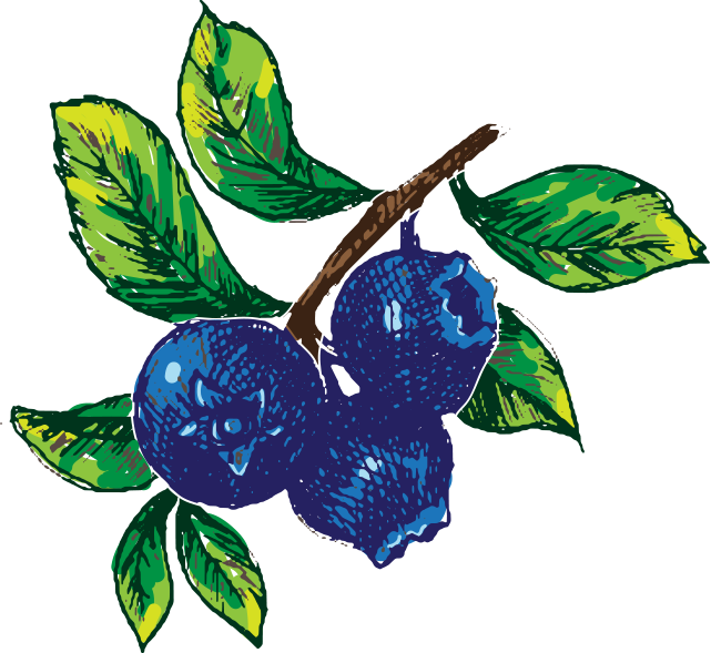 Hand Drawn Blueberry Image - Vector Graphics (641x589), Png Download