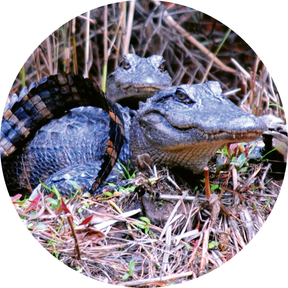 Many Alligators Also Call Tom Yawkey Wildlife Center - Tom Yawkey Wildlife Center (973x973), Png Download