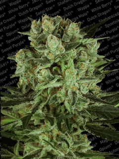Paradise Seeds / Fem 5 Pack / Durga Mata Ii Cbd - Durga Mata Paradise Seeds (240x320), Png Download
