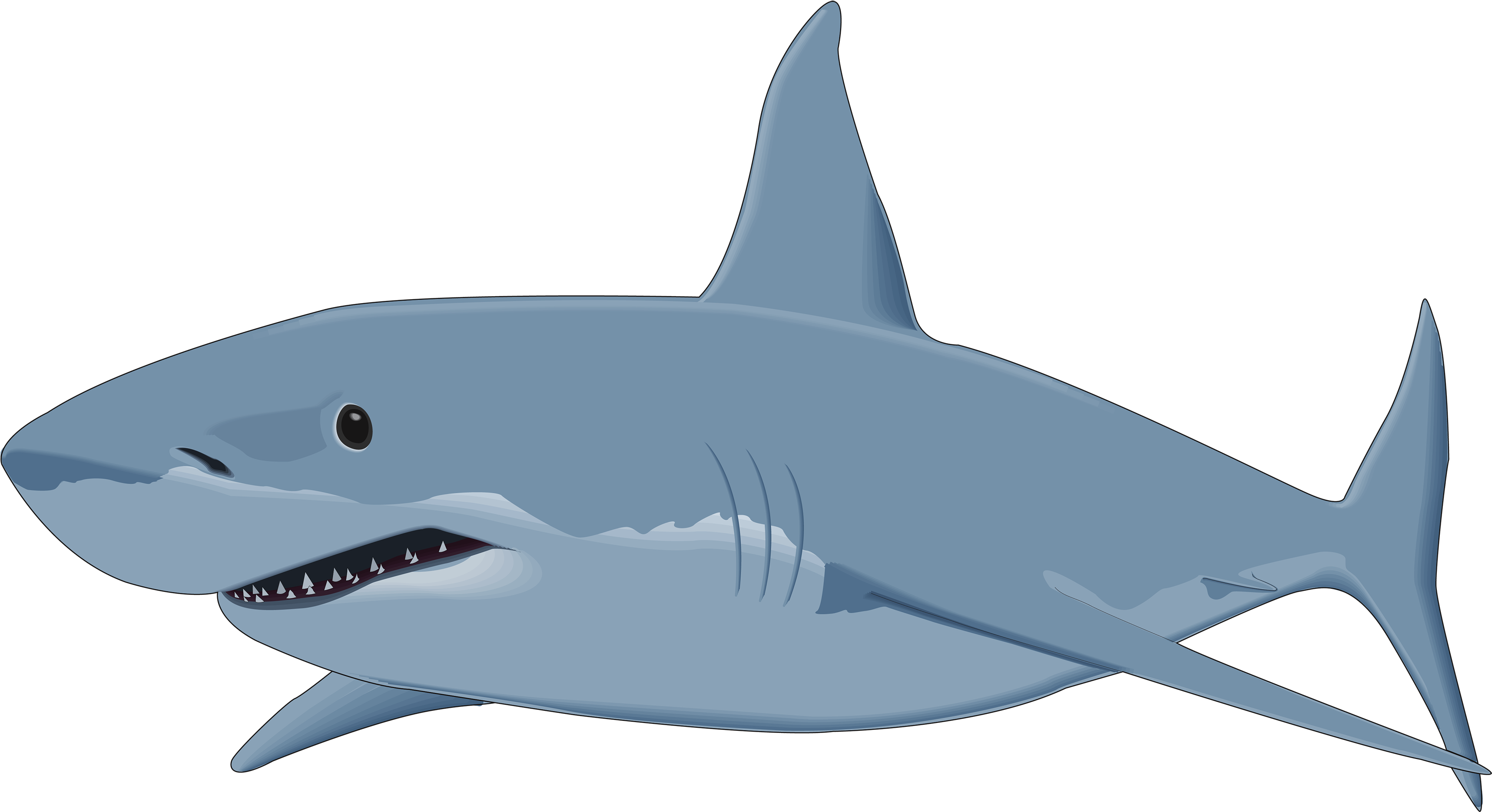 Banner Transparent Library Png Image Best Web - Shark Clipart (3500x1949), Png Download